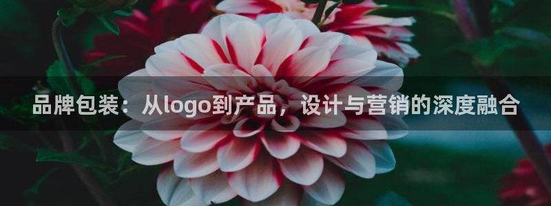 代理辉达娱乐平台