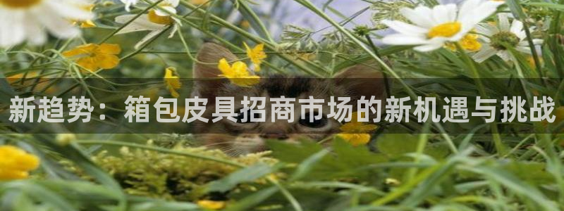 辉达娱乐加q75775