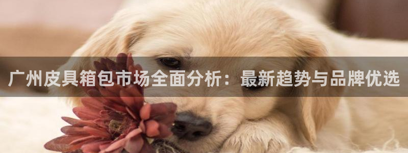 辉达娱乐最新版本更新内容
