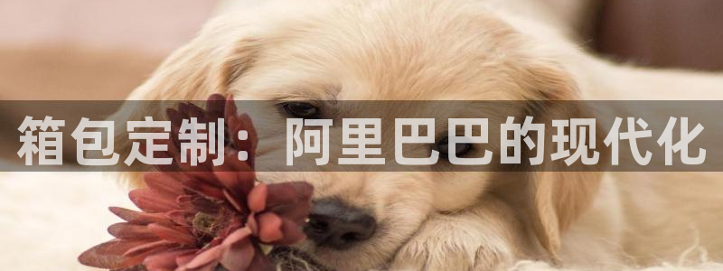 辉达娱乐五75505